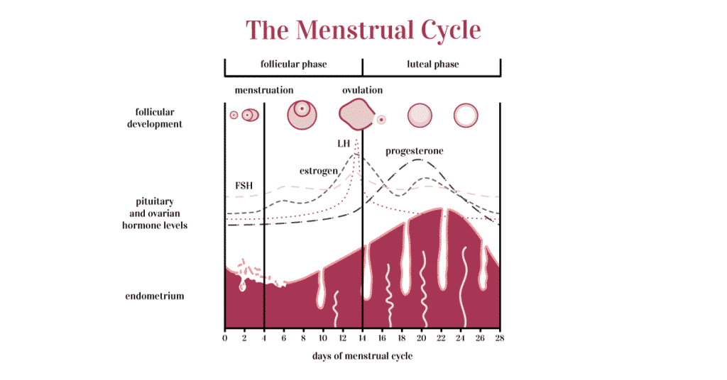 Menstrual cycle graphic showing how your hormones change during the follicular and luteal phase.