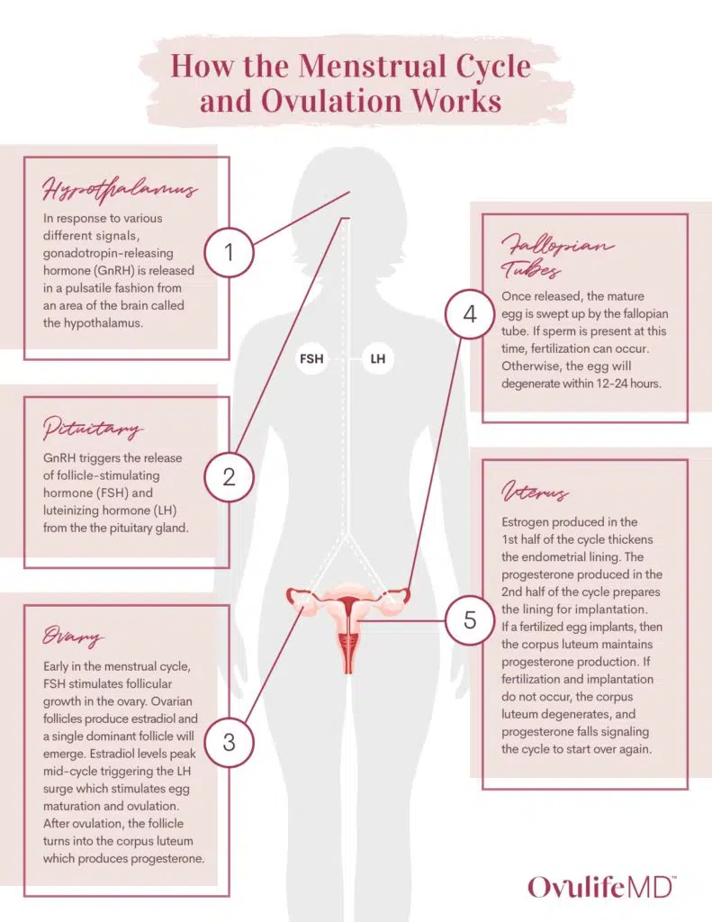 Hormonal regulation of ovulation and the menstrual cycle