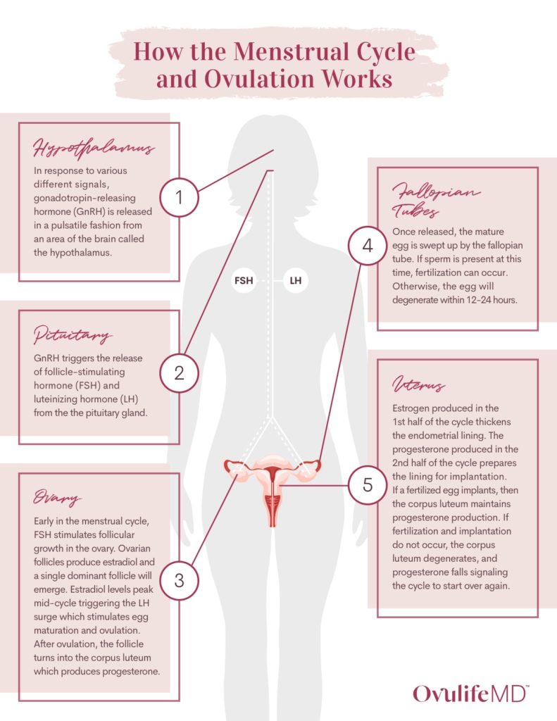 Picture of woman's body showing how ovulation works